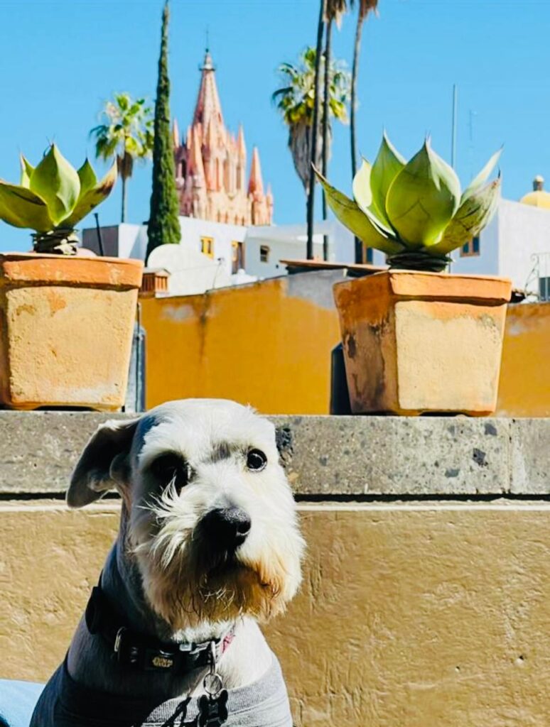 foto de perro y Vista de la terraza de casa Malán.
Hoteles Pet Friendly en San Miguel de Allende,