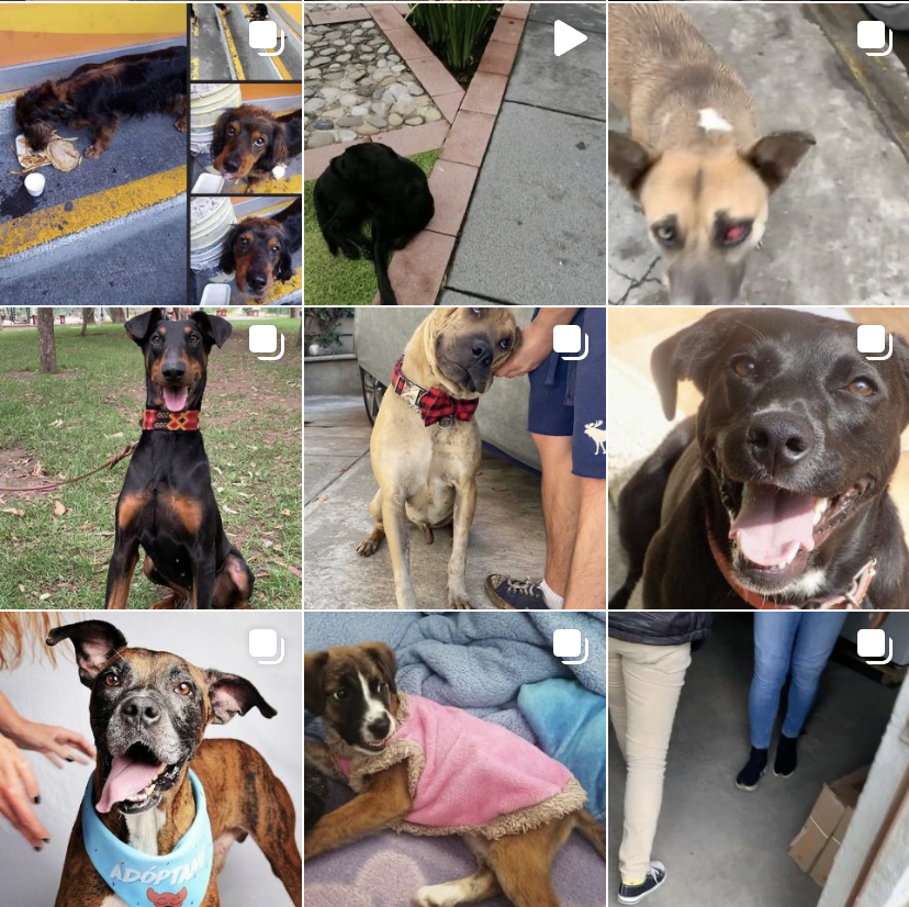 Fotos de perros de amor sin raza.